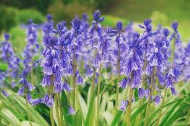 Attēlu rezultāti vaicājumam “Campanulaceae”