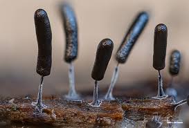 Attēlu rezultāti vaicājumam “Stemonitopsis typhina young”