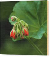 Attēlu rezultāti vaicājumam “Geranium bohemicum bud”
