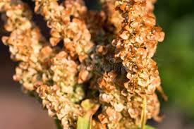 Attēlu rezultāti vaicājumam “Rumex crispus fruit”