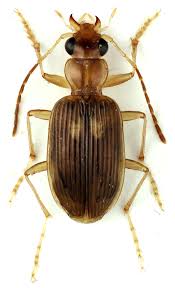 Attēlu rezultāti vaicājumam “Carabidae”