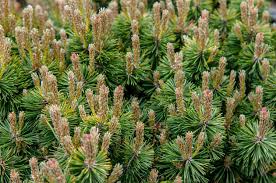 Attēlu rezultāti vaicājumam “Pinus mugo male flower”