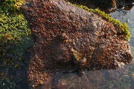 Attēlu rezultāti vaicājumam “Bryozoa”