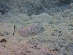 Image result for Epinephelus guttatus