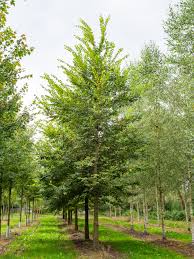 Attēlu rezultāti vaicājumam “Ulmus laevis fruit”