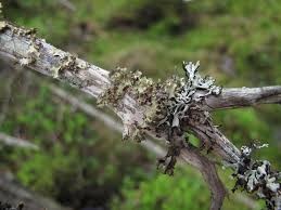 Attēlu rezultāti vaicājumam “Hypocenomyce friesii”