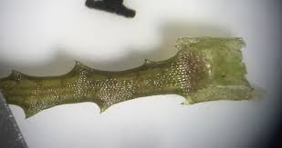 Attēlu rezultāti vaicājumam “Najas minor leaf”