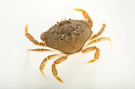 Image result for Metacarcinus magister