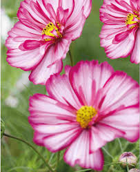 Image result for Alonsoa liniflora