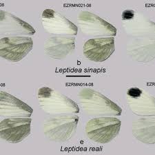 Attēlu rezultāti vaicājumam “Leptidea sinapis”