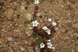 Attēlu rezultāti vaicājumam “Saxifraga cymbalaria fruit”