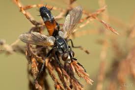 Attēlu rezultāti vaicājumam “Cylindromyia sp.”