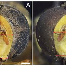 Attēlu rezultāti vaicājumam “Xanthogramma sp.”