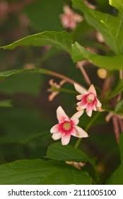 Attēlu rezultāti vaicājumam “Schisandra chinensis flower”