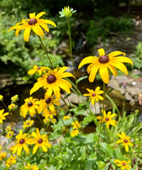 Attēlu rezultāti vaicājumam “Rudbeckia hirta var. hirta”