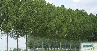 Attēlu rezultāti vaicājumam “Populus x canadensis”