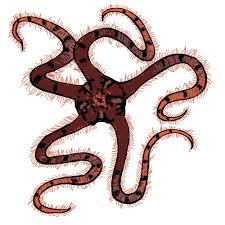 Attēlu rezultāti vaicājumam “Ophiotheca sp.”