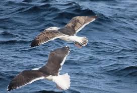 Attēlu rezultāti vaicājumam “Larus marinus adult”