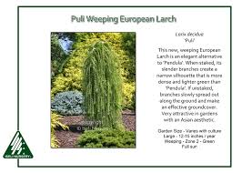 Attēlu rezultāti vaicājumam “Larix decidua”