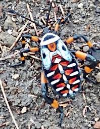 Attēlu rezultāti vaicājumam “Tritomegas bicolor imago”