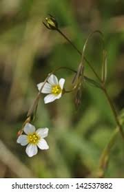 Attēlu rezultāti vaicājumam “Linum catharticum fruit”