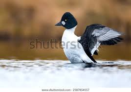 Attēlu rezultāti vaicājumam “Bucephala clangula juvenile”