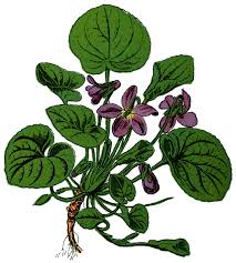 Attēlu rezultāti vaicājumam “Viola odorata leaf”