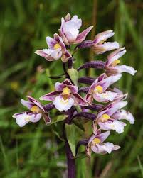 Attēlu rezultāti vaicājumam “Epipactis palustris flower”