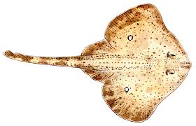 Image result for Leucoraja ocellata