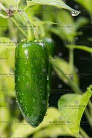 Afbeeldingsresultaat voor jalapeno early hot pepper