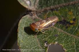 Attēlu rezultāti vaicājumam “Auchenorrhyncha”
