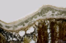 Attēlu rezultāti vaicājumam “Parmeliella triptophylla”