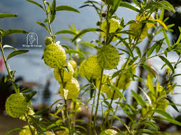 Attēlu rezultāti vaicājumam “Physarum ovisporum macro”