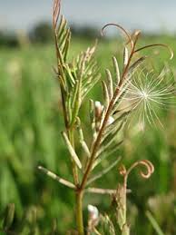 Attēlu rezultāti vaicājumam “Vicia hirsuta”