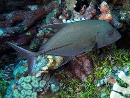 Image result for Caranx lugubris