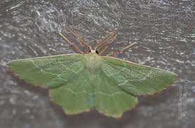 Attēlu rezultāti vaicājumam “Thalera fimbrialis”