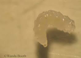 Attēlu rezultāti vaicājumam “Mellicta athalia larva”