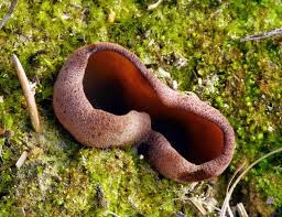 Attēlu rezultāti vaicājumam “Peziza badia”