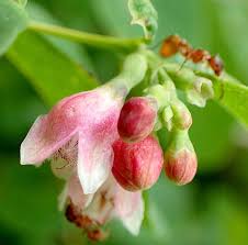 Attēlu rezultāti vaicājumam “Symphoricarpos albus flower”