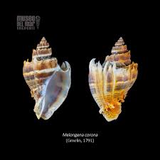 Image result for Melongena corona