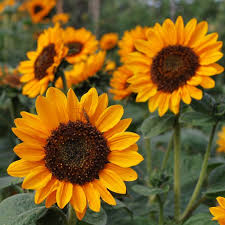 Image result for Sonnenblume