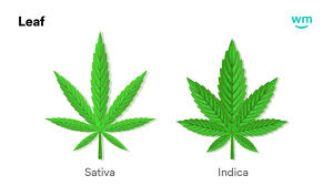 Attēlu rezultāti vaicājumam “Cannabis sativa leaf”