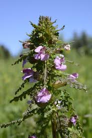 Attēlu rezultāti vaicājumam “Pedicularis palustris flower”
