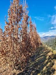 Attēlu rezultāti vaicājumam “Quercus robur Fastigiata”