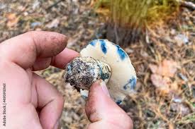 Attēlu rezultāti vaicājumam “Gyroporus cyanescens”