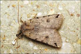 Attēlu rezultāti vaicājumam “Agrochola litura”