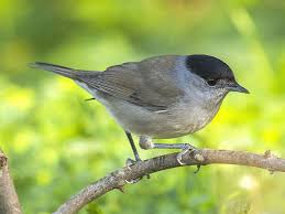 Attēlu rezultāti vaicājumam “Sylvia atricapilla”