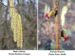 Attēlu rezultāti vaicājumam “Arcyria incarnata young”