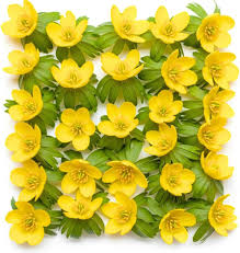 Attēlu rezultāti vaicājumam “Eranthis hyemalis flower”