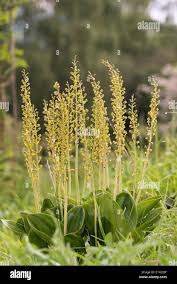 Attēlu rezultāti vaicājumam “Listera ovata flower”
